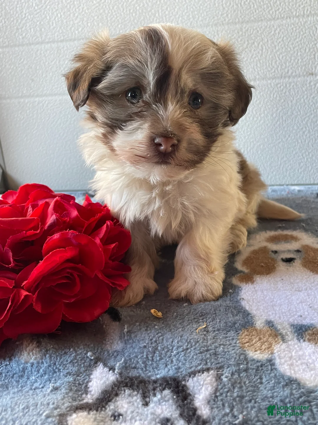 Havanese dogs for sale: Harry - Ad 1