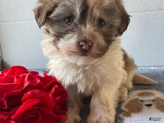 Havanese dogs Harry - Ad 39