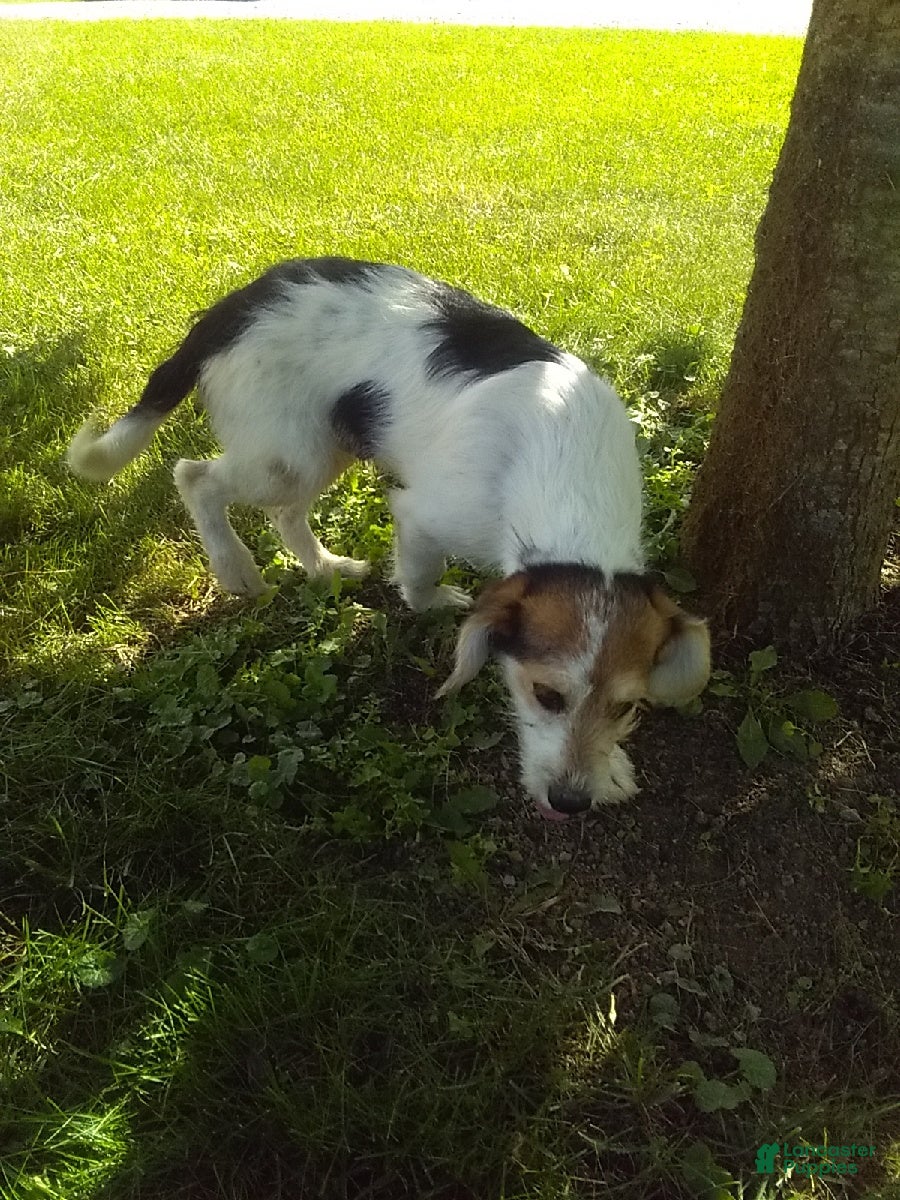 Mixed Breed dogs for sale: Lucky - Ad 2