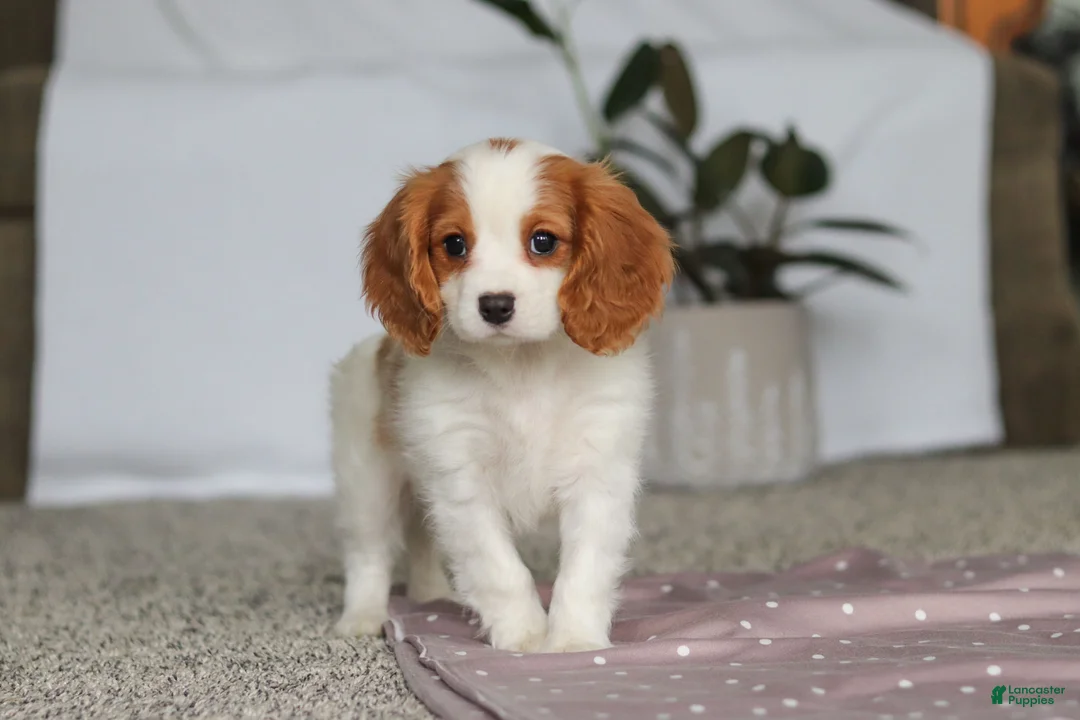 Cavalier King Charles Spaniel dogs for sale: Colson - Ad 5
