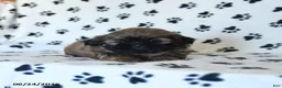 Shih Tzu dogs for sale: Ken  - Ad 3
