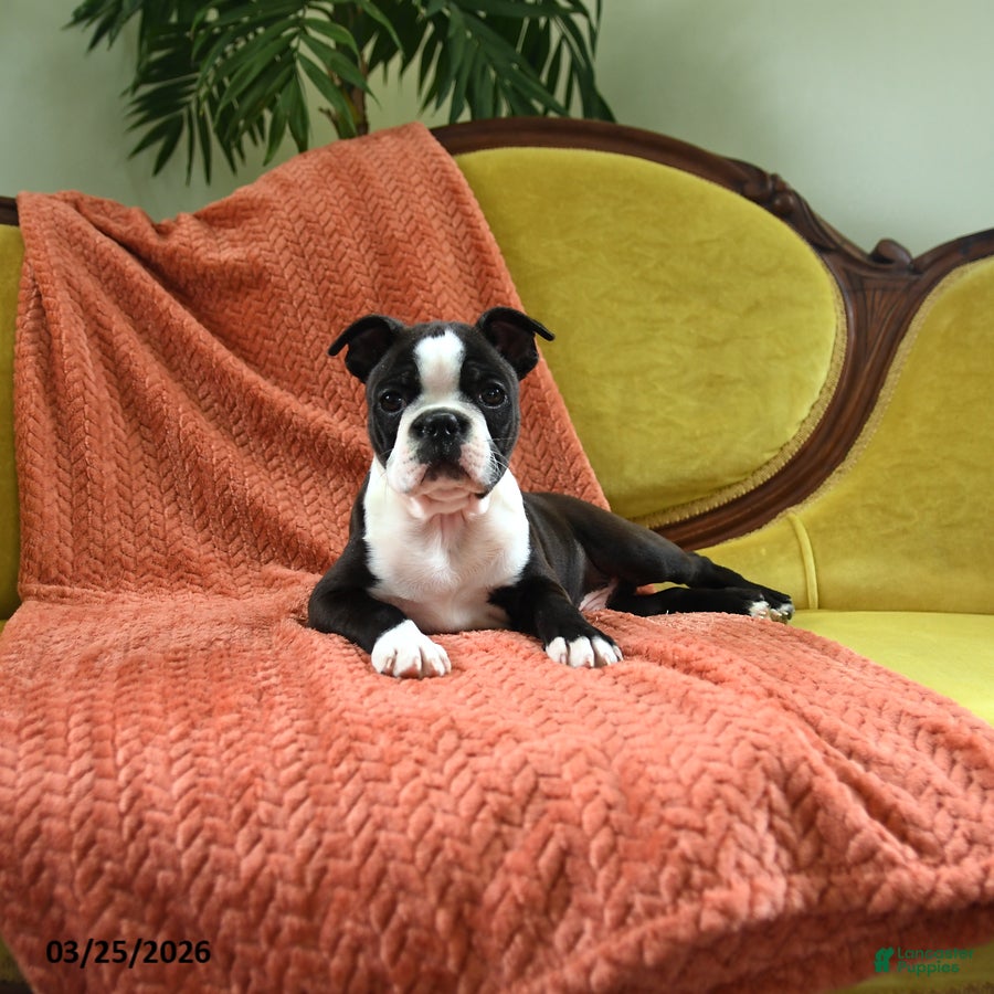 Boston Terrier dogs Skippy - Ad 1