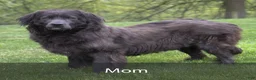 Newfoundland dogs for sale: Mason - Ad 7