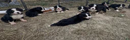 Bernese Mountain Dog dogs for sale: CamoGreen - Ad 24