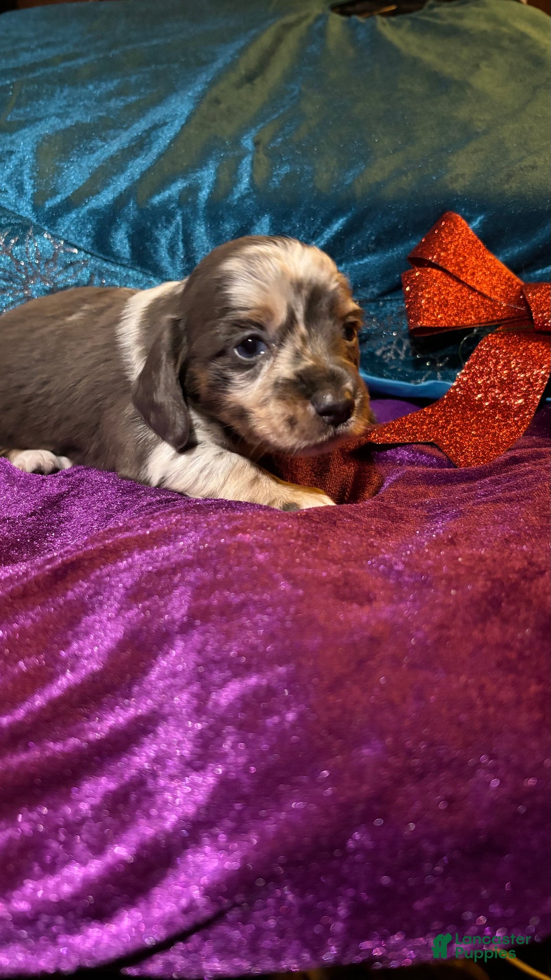 Miniature Dachshund dogs for sale: Miniature Dachshund Puppy 2 - Ad 8