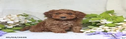 Cockapoo dogs for sale: Joey - Ad 4