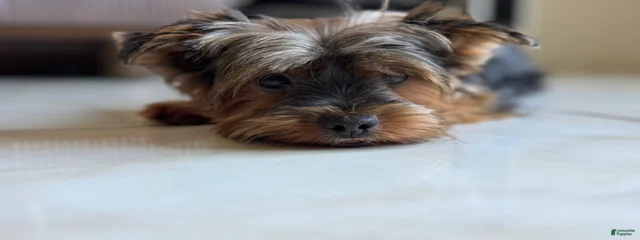 Coco