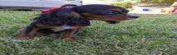 Cavalier King Charles Spaniel dogs for sale: Red - Ad 3