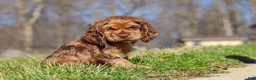Cocker Spaniel dogs for sale: Rocco - Ad 5