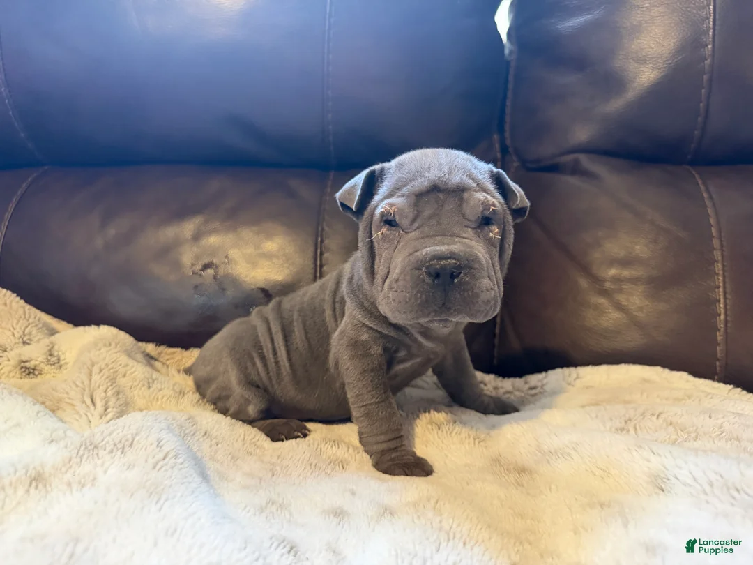 Shar Pei dogs for sale: Scarlett - Ad 5