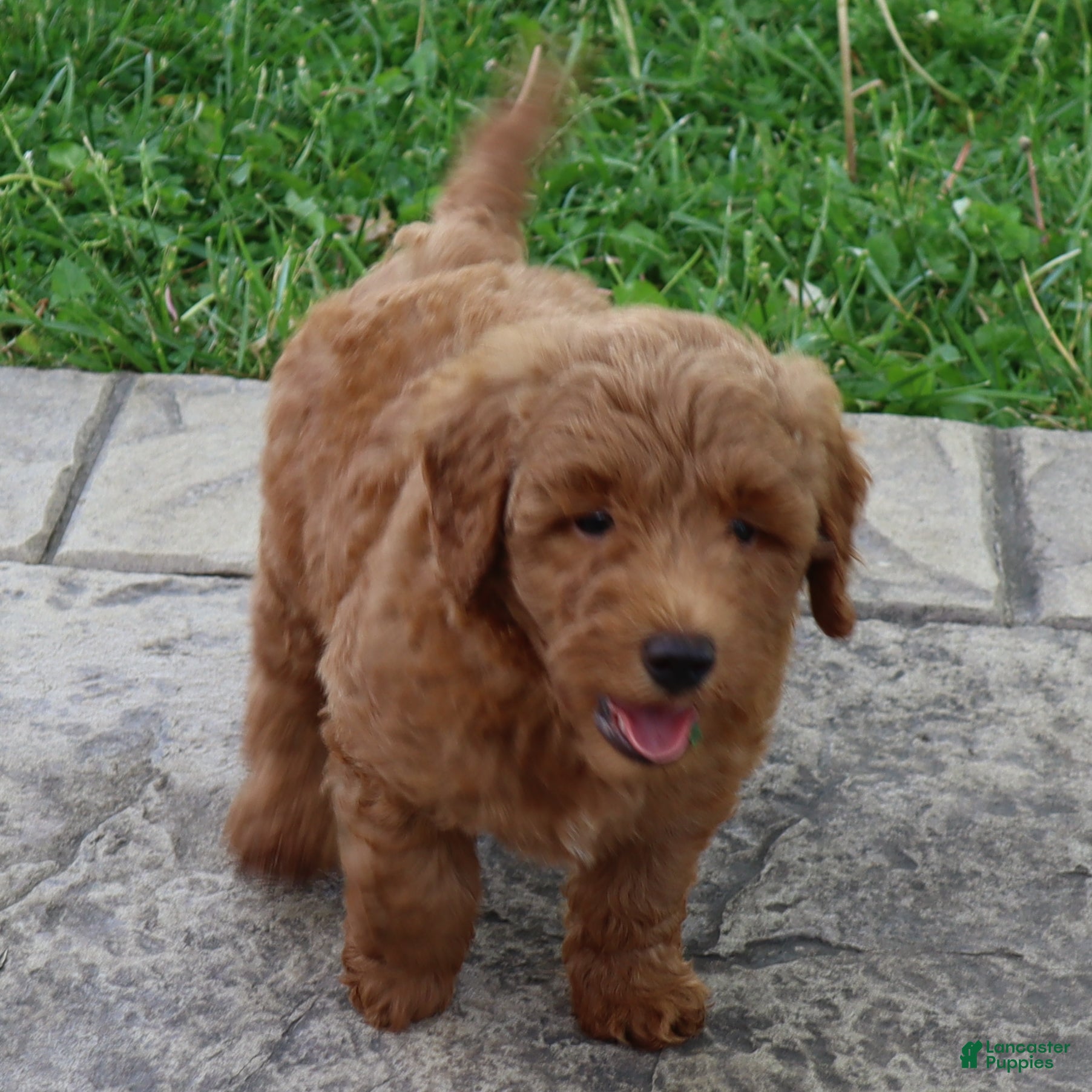 Mini Goldendoodle dogs Bruno - Ad 2
