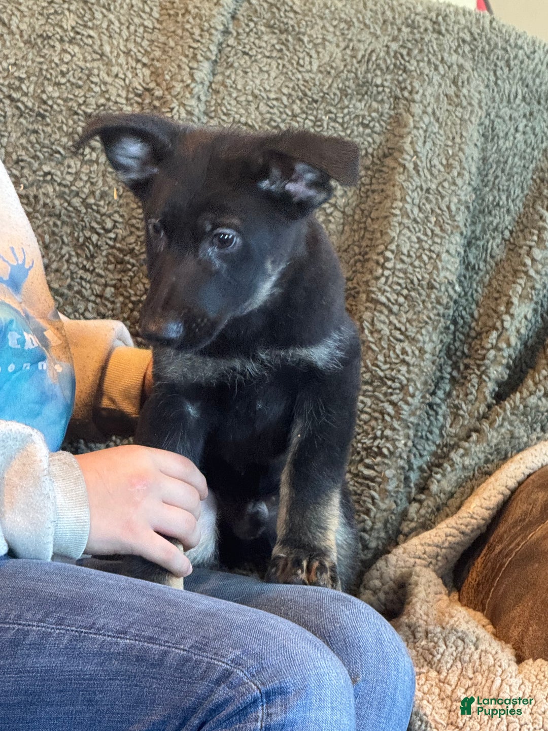 German Shepherd dogs for sale: German Shepherd Puppy 1 - Ad 2