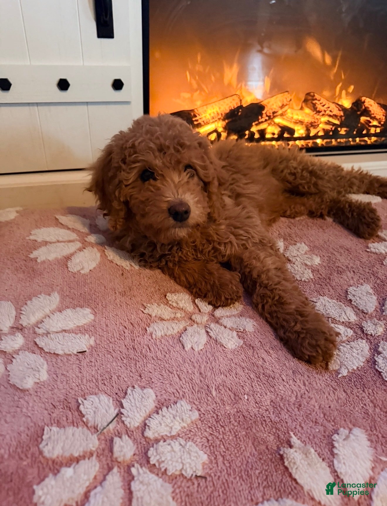 Irish Doodle dogs Irish Doodle Puppy 1 - Ad 1
