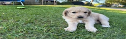 Goldendoodle dogs for sale: Pearl  - Ad 9
