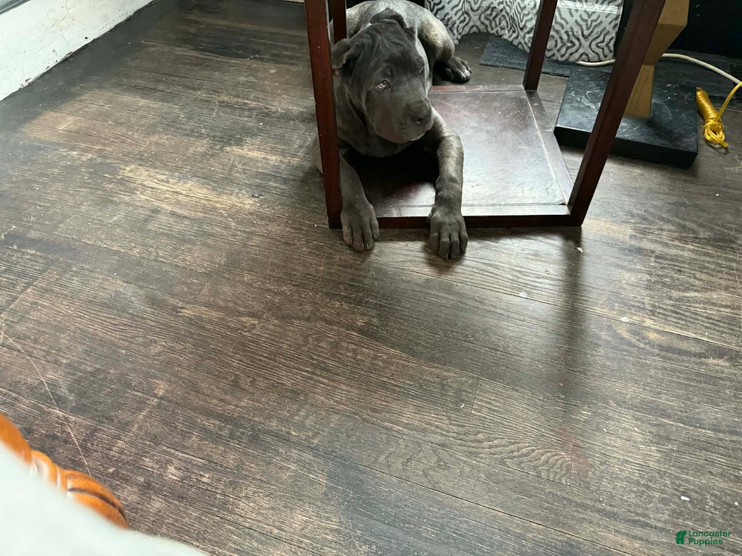 Cane Corso dogs for sale: Cane Corso Puppy 12 - Ad 4