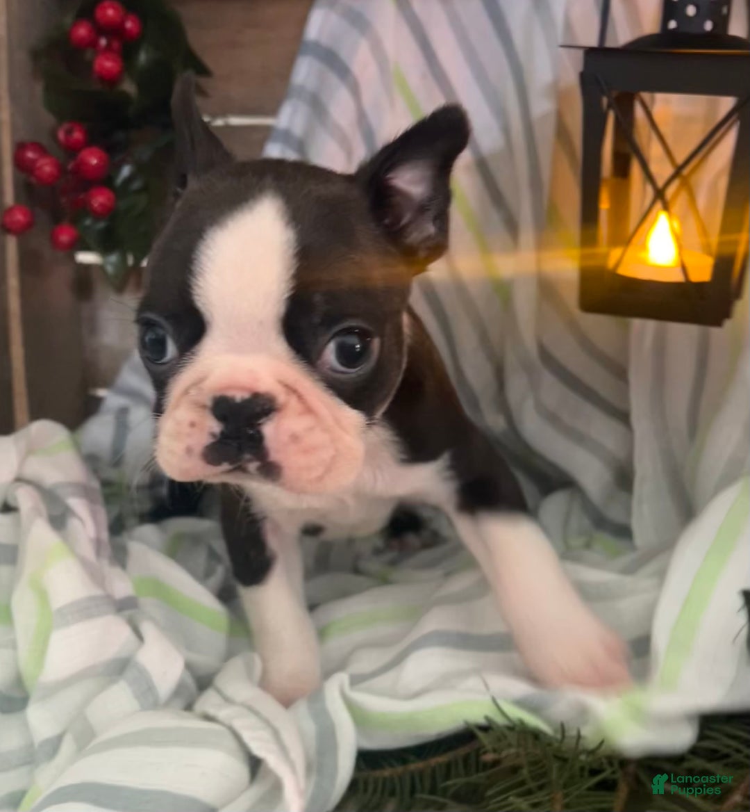 Boston Terrier dogs for sale: Joey  - Ad 2