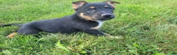 Mixed Breed dogs for sale: Max - Ad 2