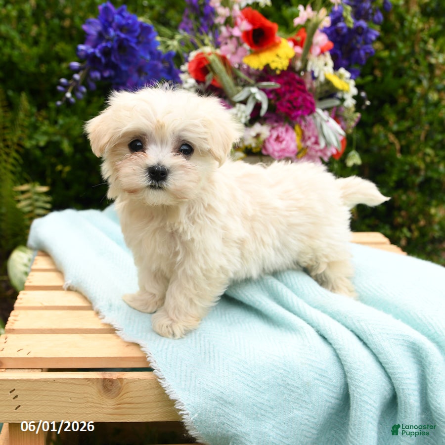 Maltese dogs for sale: Casper - Ad 4