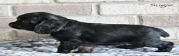 Cocker Spaniel dogs for sale: Sugar - Ad 5