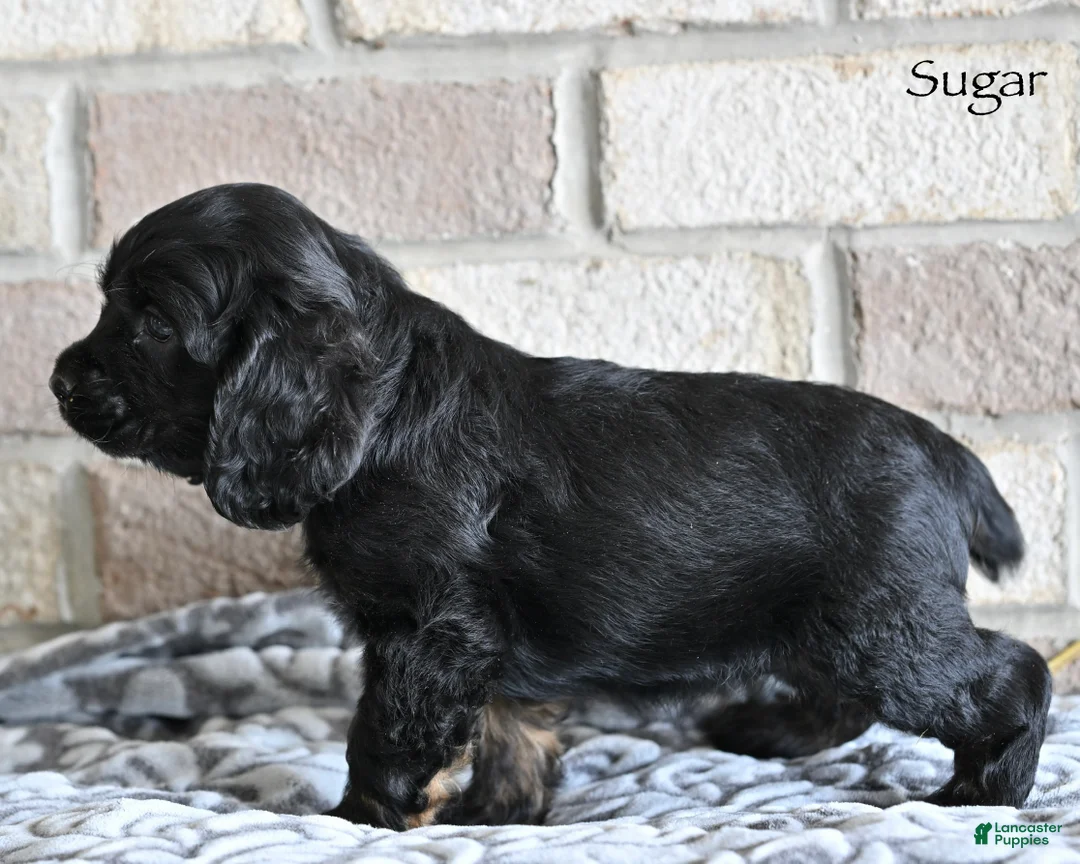 Cocker Spaniel dogs for sale: Sugar - Ad 5