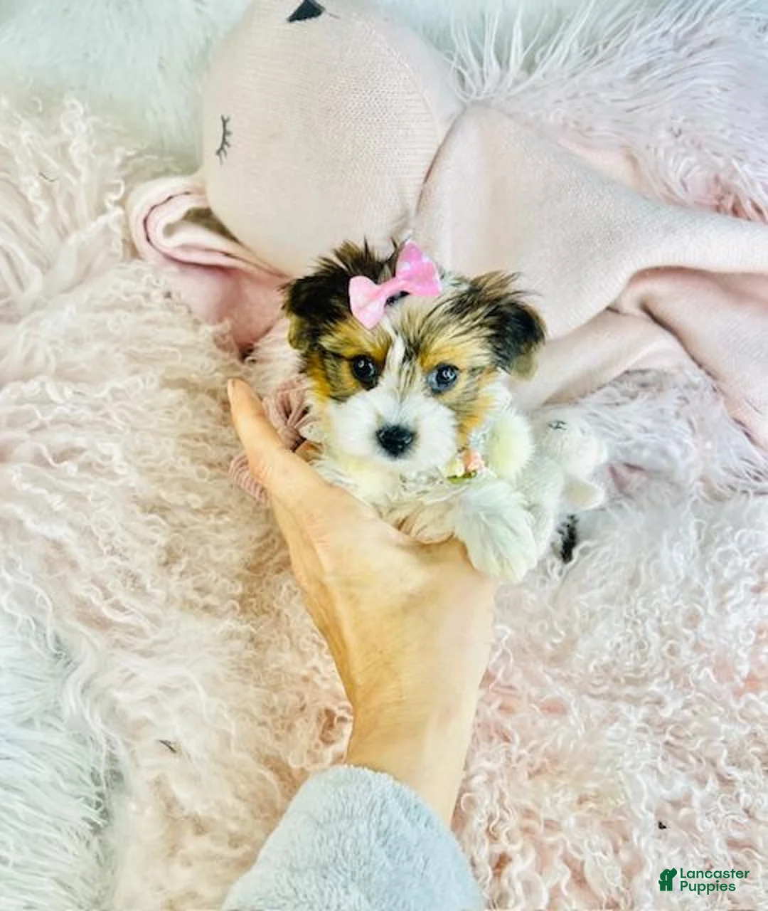 Yorkshire Terrier dogs for sale: Yorkshire Terrier Puppy 1 - Ad 3