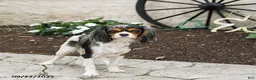 Cavalier King Charles Spaniel dogs for sale: Winston - Ad 4