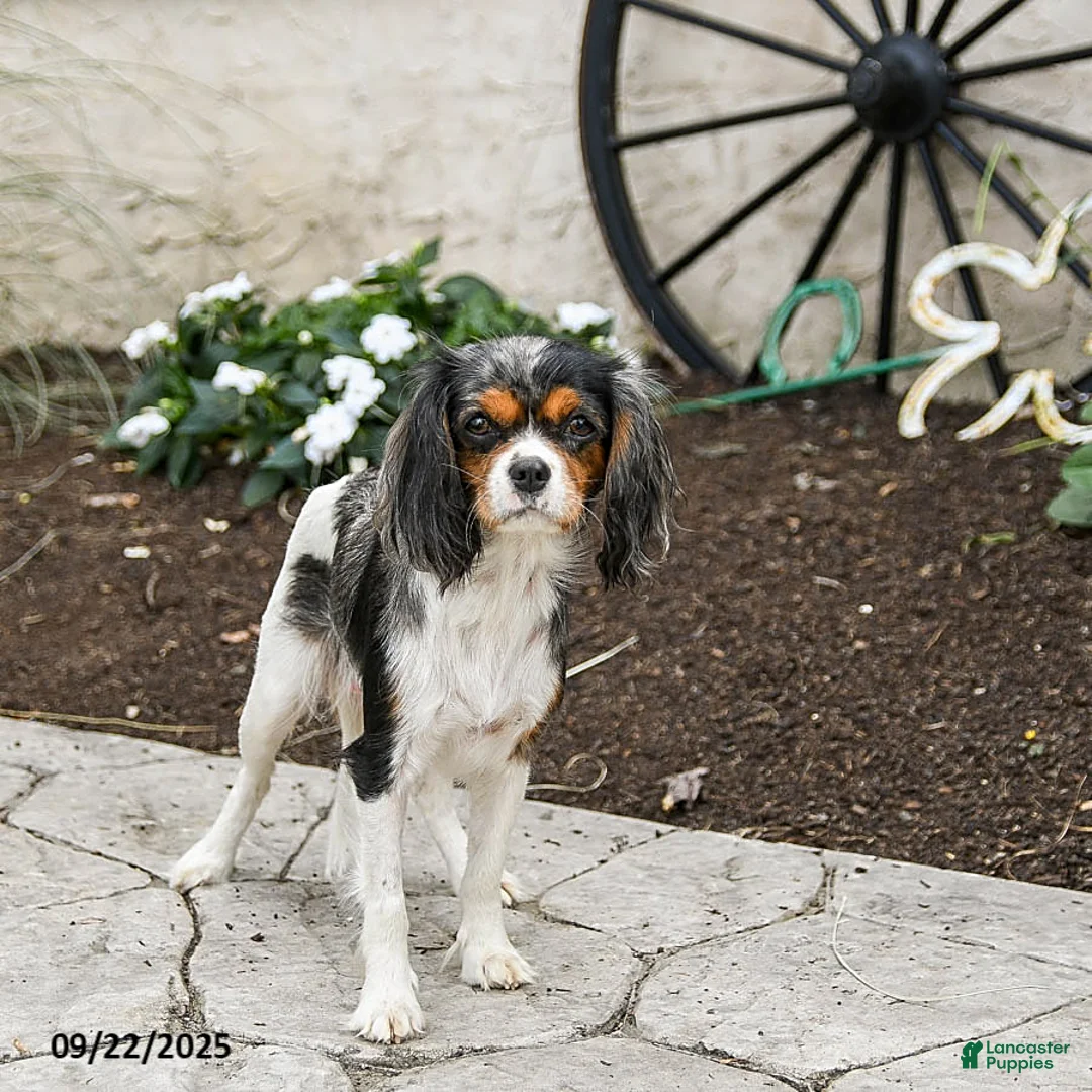 Cavalier King Charles Spaniel dogs for sale: Winston - Ad 4