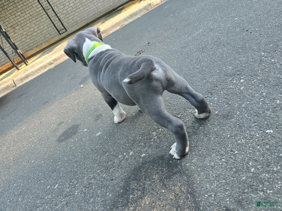 American Bully dogs for sale: Shao Khan - Ad 2