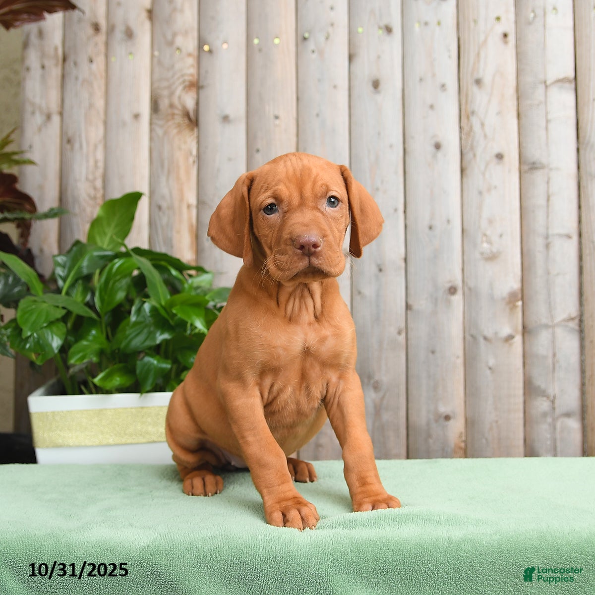 Vizsla dogs Harmony - Ad 4