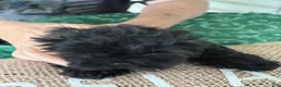 Shih Tzu dogs for sale: Bentley - Ad 4