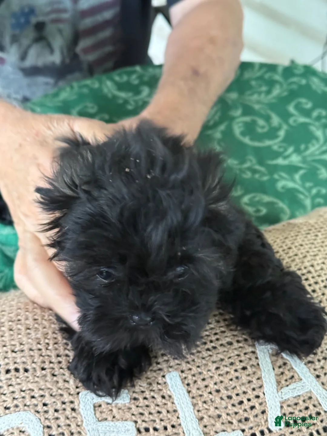 Shih Tzu dogs for sale: Bentley - Ad 4