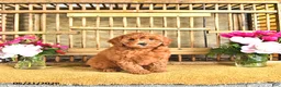 Cavapoo dogs for sale: Blake - Ad 2