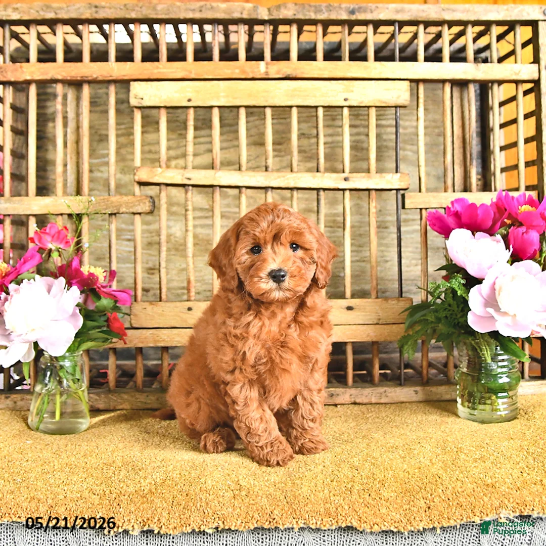 Cavapoo dogs for sale: Blake - Ad 2