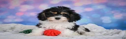 Cavachon dogs for sale: Teddy - Ad 3