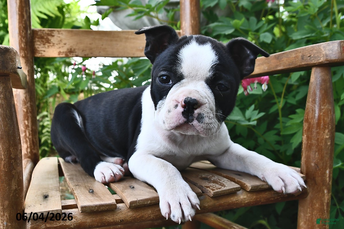 Boston Terrier dogs for sale: Daisy - Ad 2