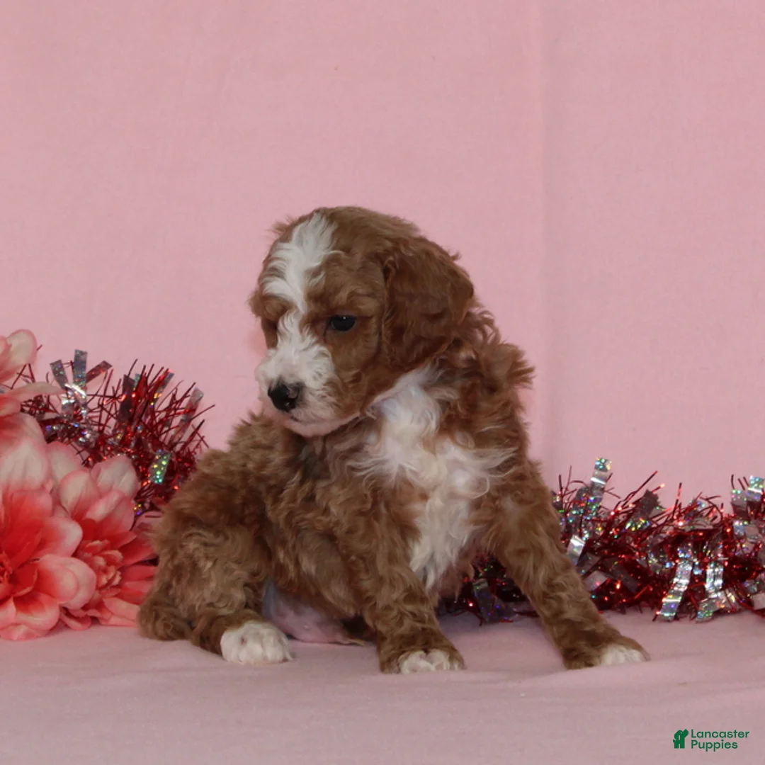 Miniature Poodle dogs for sale: Boomer AKC - Ad 3