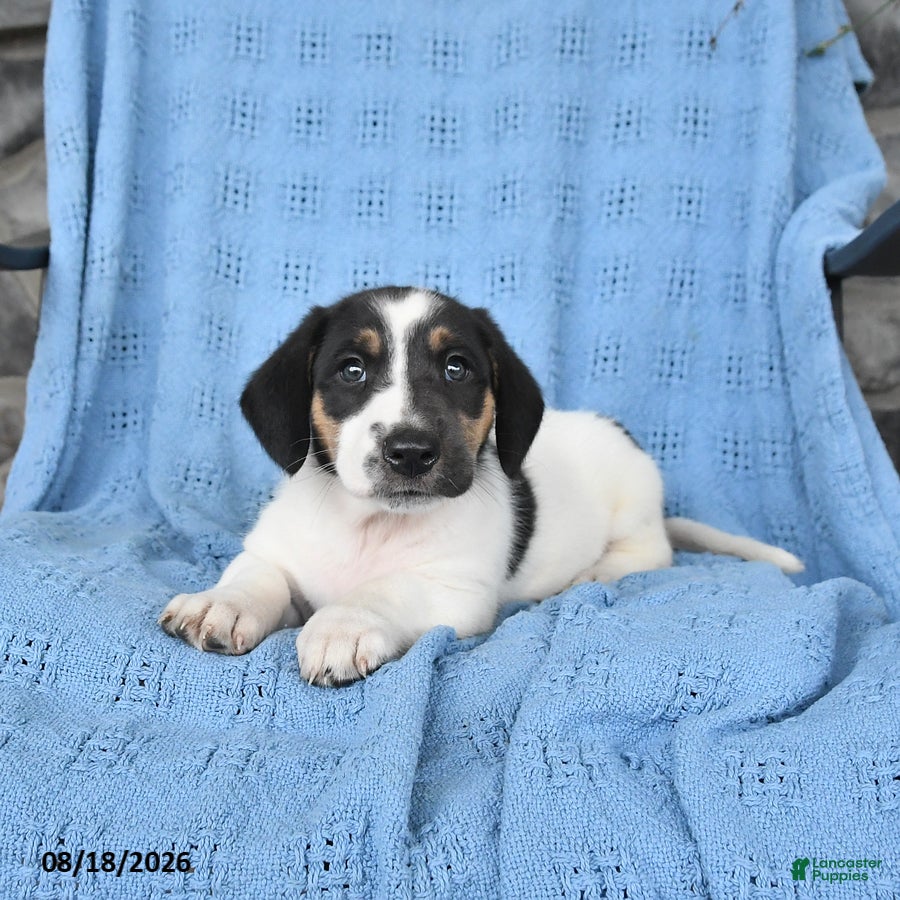 Mixed Breed dogs Penny - Ad 1