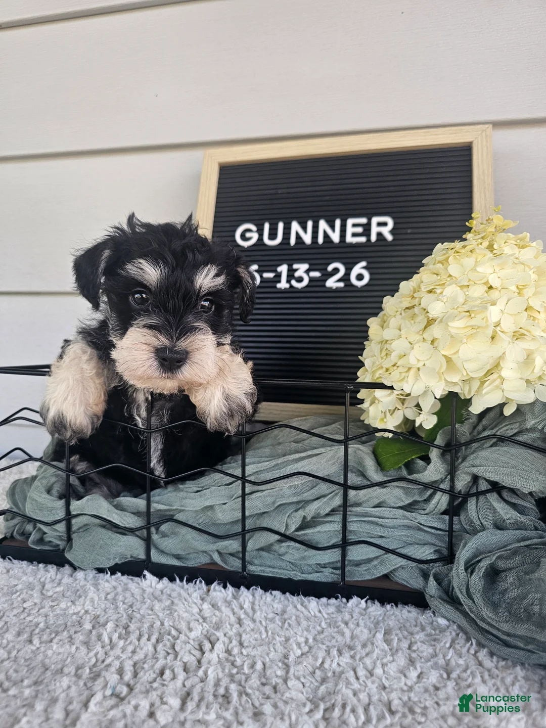 Miniature Schnauzer dogs for sale: Gunner - Ad 10