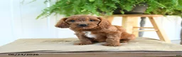 Cavapoo dogs for sale: Franklin - Ad 2