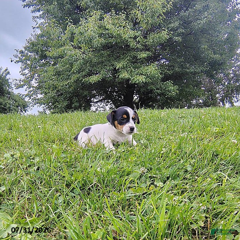 Jack Russell Terrier dogs Violet - Ad 1
