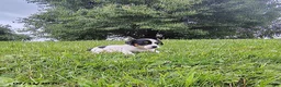 Jack Russell Terrier dogs for sale: Violet - Ad 1