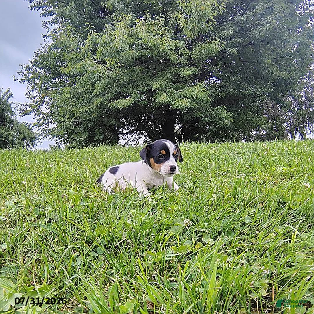 Jack Russell Terrier dogs for sale: Violet - Ad 1