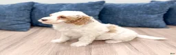 Mini Goldendoodle dogs for sale: Amber - Ad 5