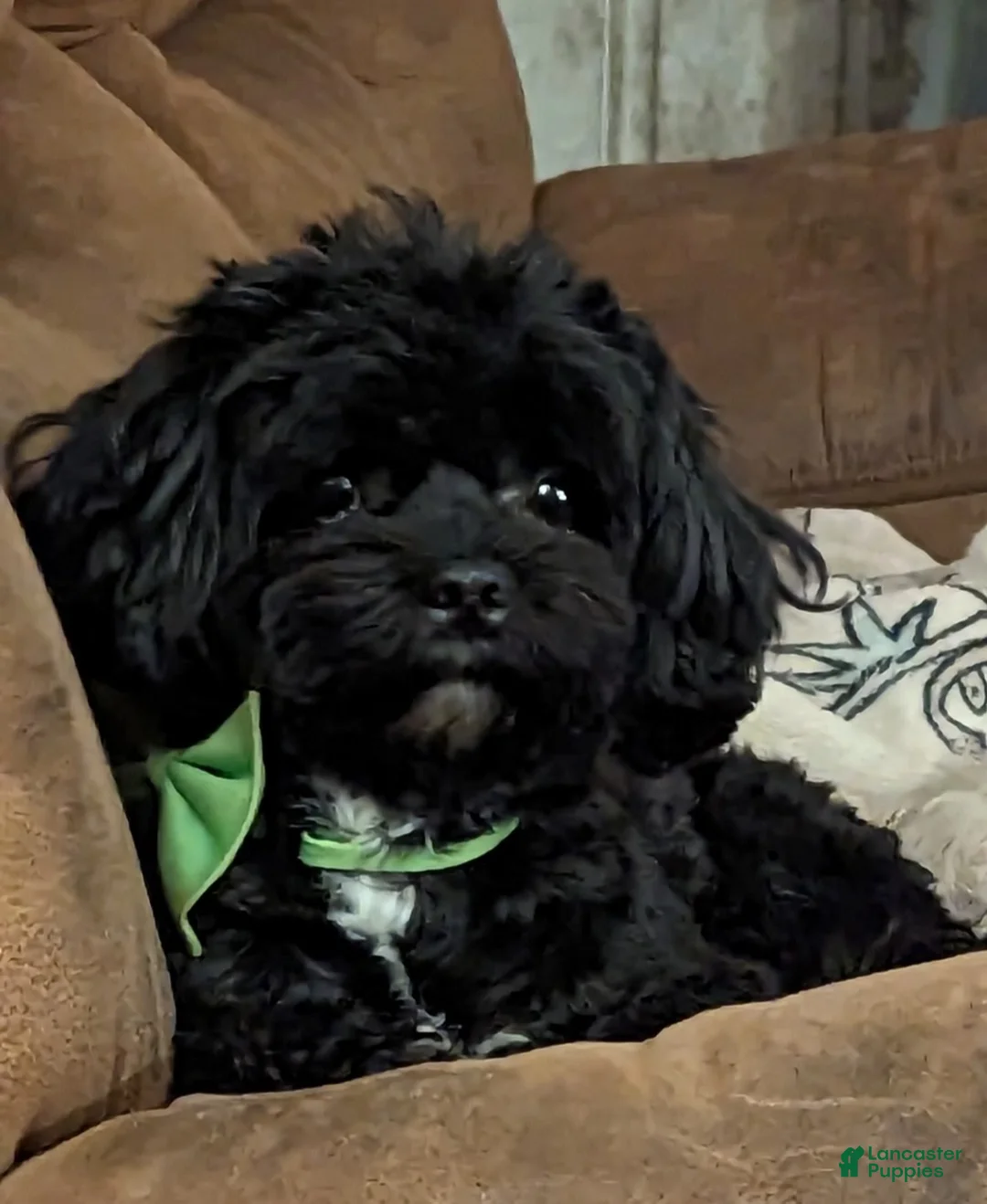 Mixed Breed dogs for sale: Mixed Breed Puppy 5 - Ad 7