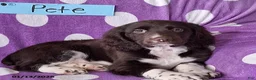 English Springer Spaniel dogs for sale: Pete - Ad 7