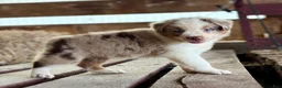 Australian Shepherd dogs for sale: Banks - Ad 11