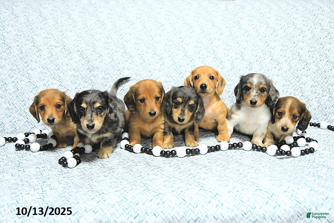 Miniature Dachshund dogs for sale: Aspen - Ad 18