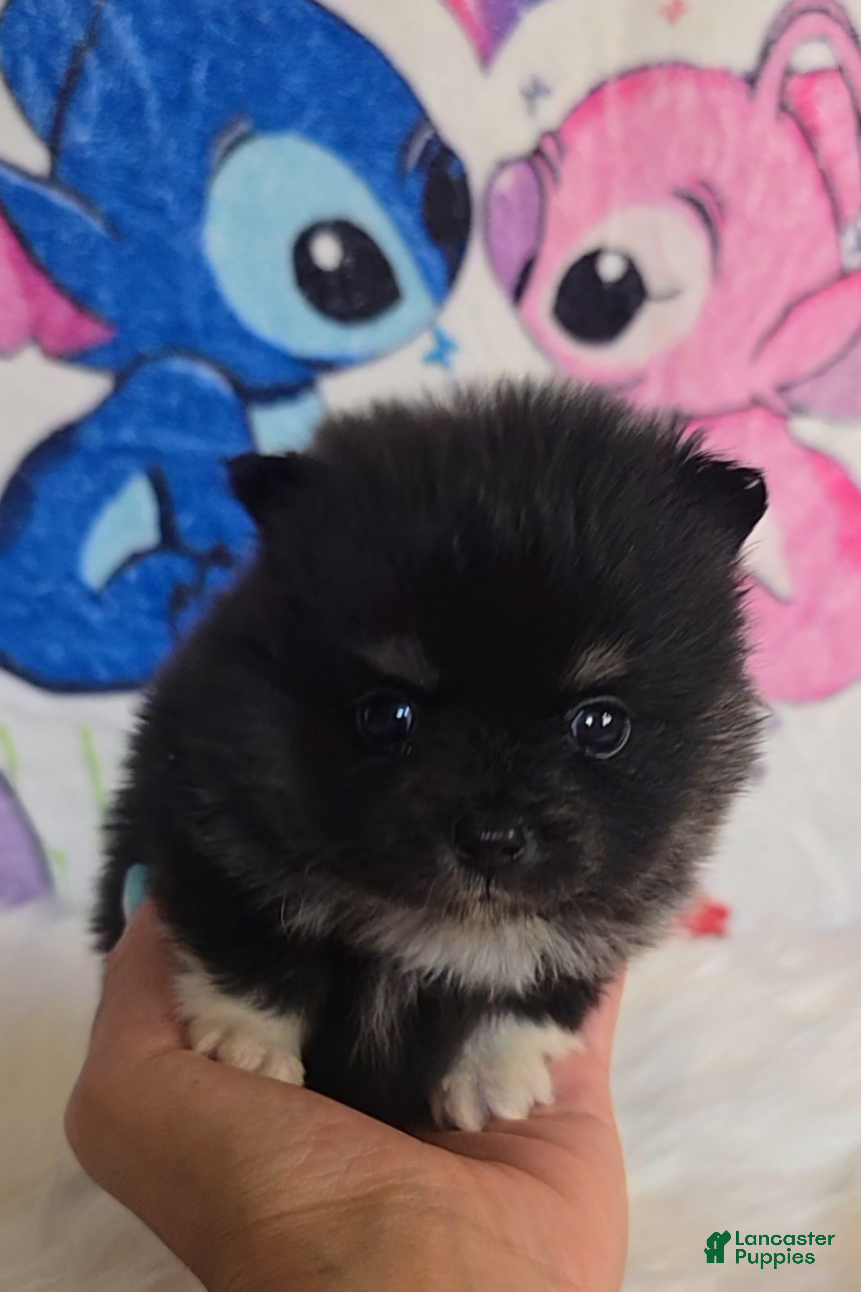 Pomeranian dogs Tia - Ad 15