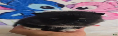 Tia