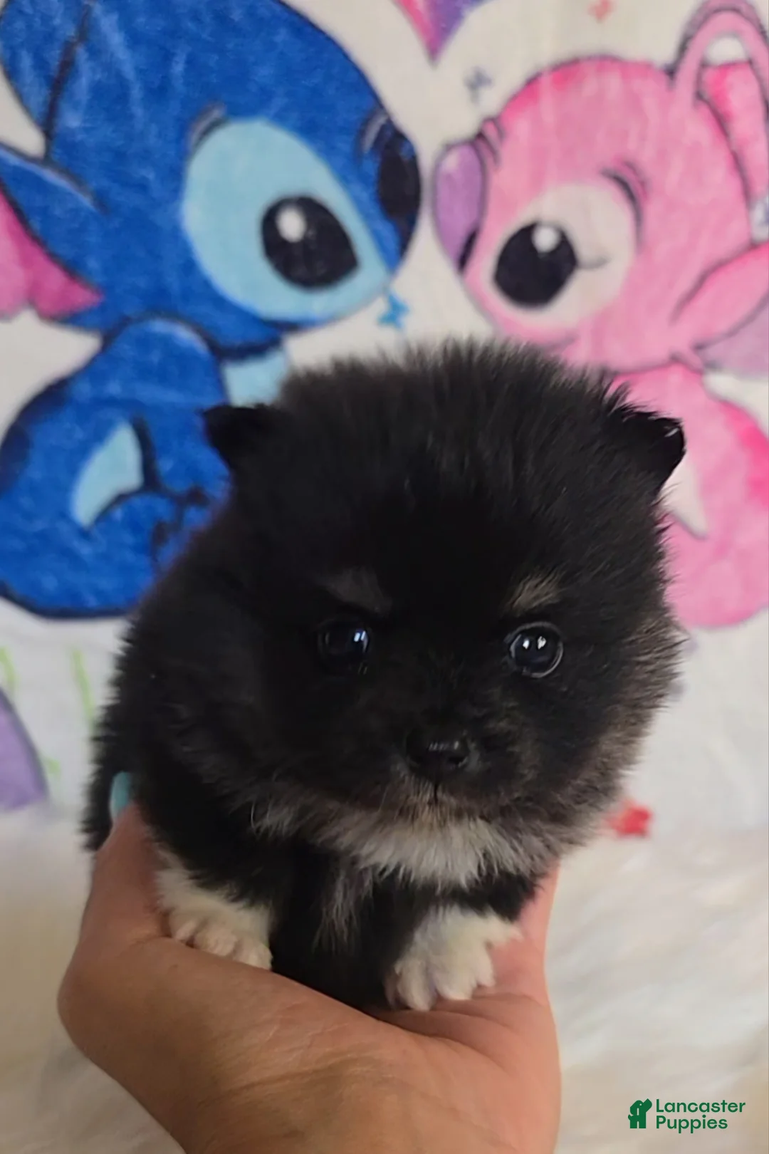 Pomeranian dogs for sale: Tia - Ad 1